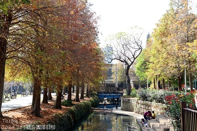 2024原住民文化主題公園，落羽松01/18即時狀況🌲｜20