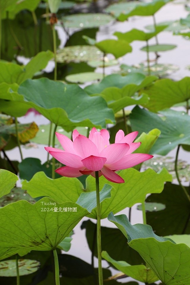 2024臺北植物園，荷花池04/21即時花況🌸。