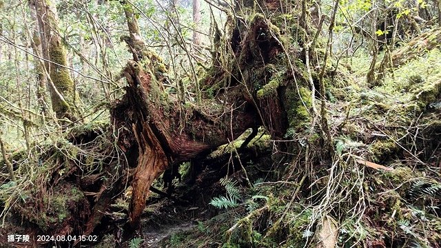 2024太平山國家森林遊樂區｜太平山莊｜原太平山俱樂部｜蹦蹦
