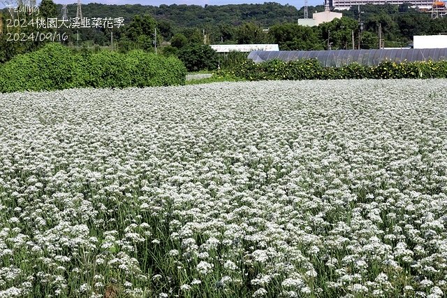 2024大溪韭菜花季🌸｜浪漫九月雪，活動日期：2024/08