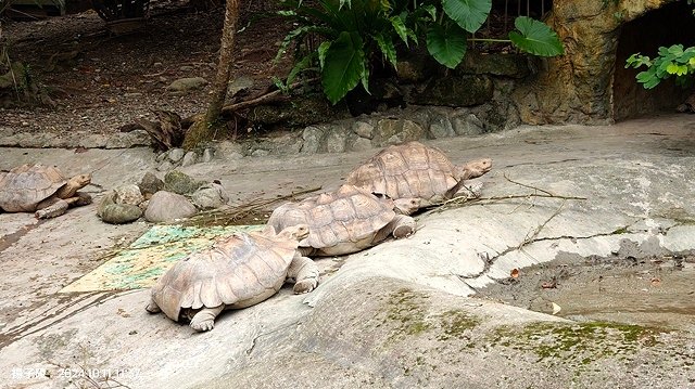 2024臺北市立動物園｜木柵動物園｜Taipei Zoo 臺