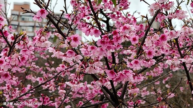 2025陽明山花卉試驗中心，茶花櫻花鬱金香風信子1/26即時