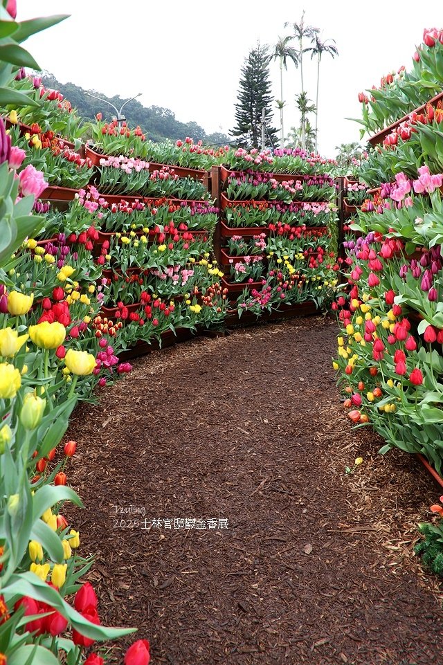 2025士林官邸鬱金香展🌷｜愛的遇藝｜台北花季花IN台北，活