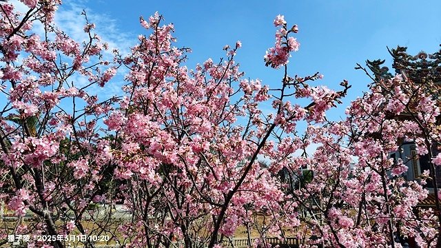 2025竹林山觀音寺櫻花開，山櫻、吉野櫻3/1即時現況🌸｜同