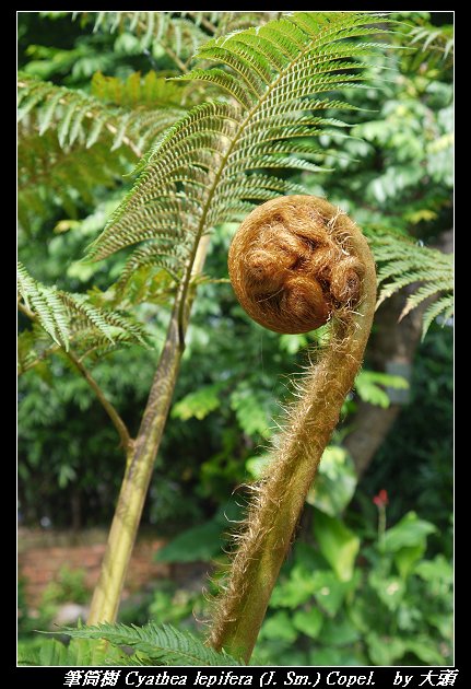 筆筒樹 Cyathea lepifera (J. Sm.) Copel.