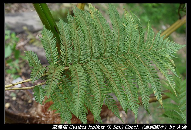 筆筒樹 Cyathea lepifera (J. Sm.) Copel.