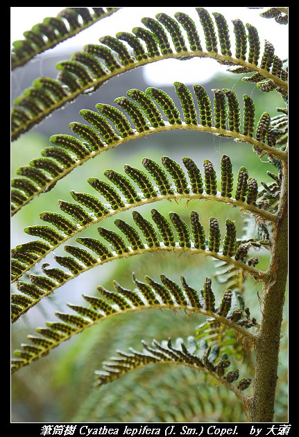 筆筒樹 Cyathea lepifera (J. Sm.) Copel.