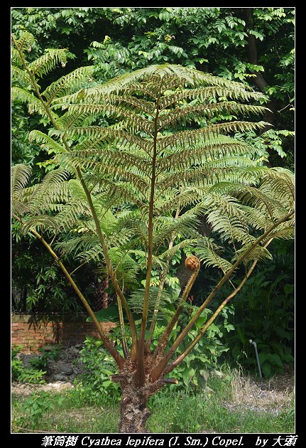 筆筒樹 Cyathea lepifera (J. Sm.) Copel.