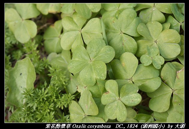紫花酢漿草 Oxalis corymbosa   DC., 1824 
