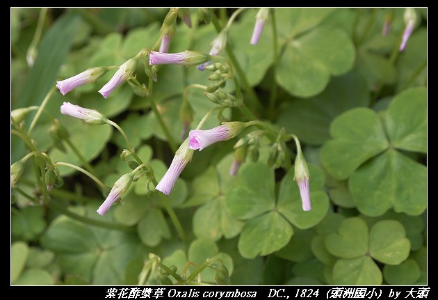 紫花酢漿草 Oxalis corymbosa   DC., 1824 