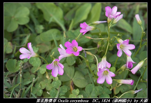 紫花酢漿草 Oxalis corymbosa   DC., 1824 