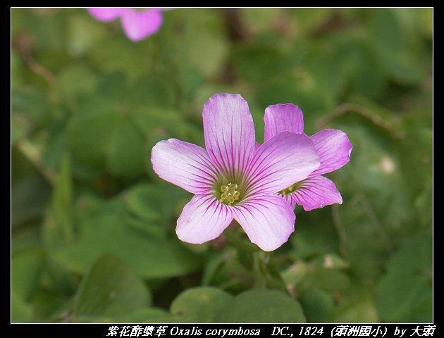 紫花酢漿草 Oxalis corymbosa   DC., 1824 