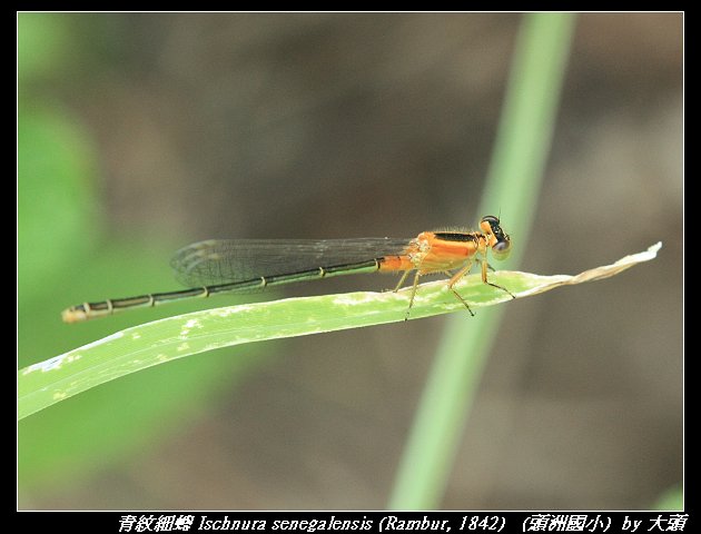青紋細蟌 Ischnura senegalensis (Rambur, 1842)   