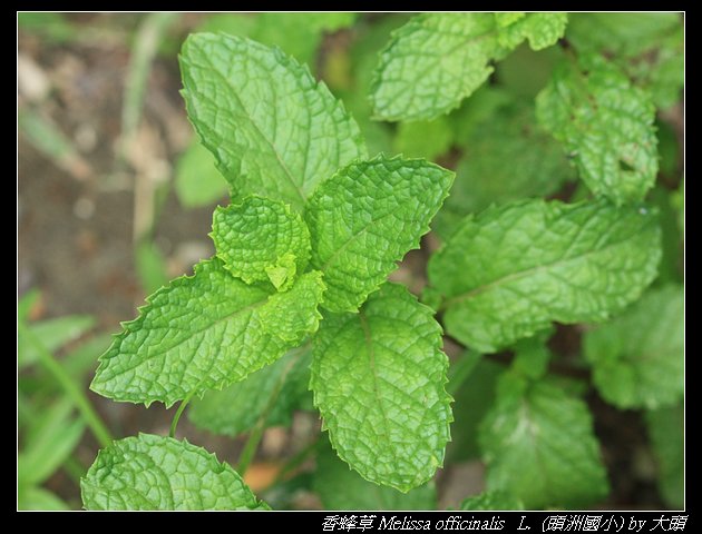 香蜂草 Melissa officinalis   L.