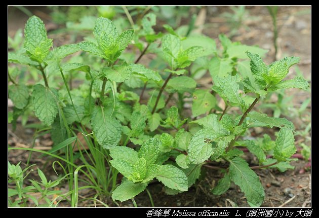 香蜂草 Melissa officinalis   L.