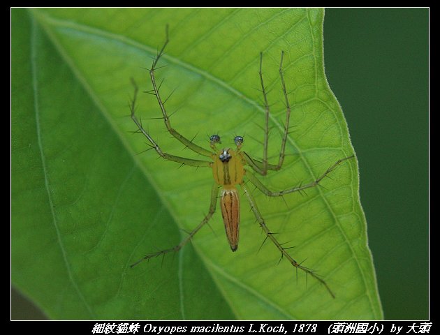 細紋貓蛛 Oxyopes macilentus L.Koch, 1878