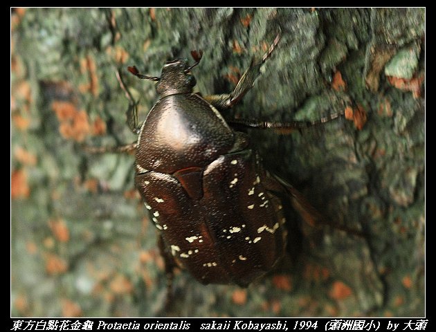 東方白點花金龜 Protaetia orientalis   sakaii Kobayashi, 1994