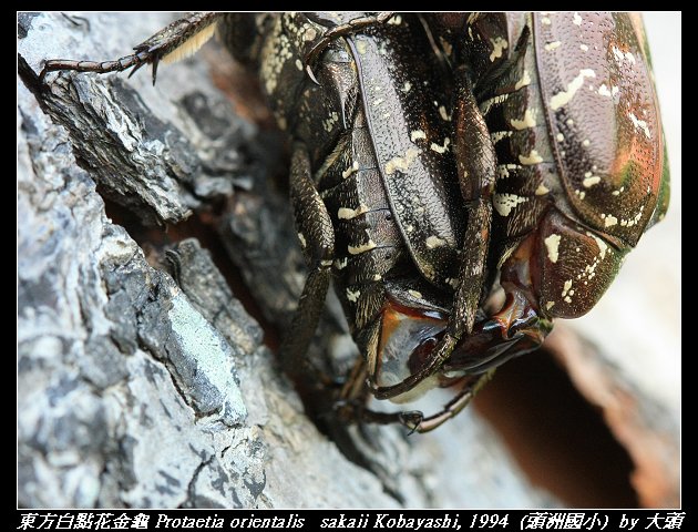 東方白點花金龜 Protaetia orientalis   sakaii Kobayashi, 1994