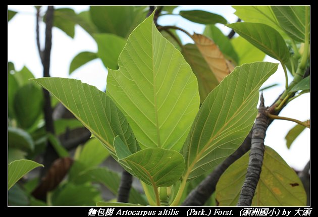 麵包樹 Artocarpus altilis   (Park.) Forst.