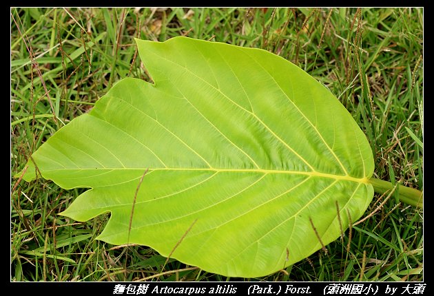 麵包樹 Artocarpus altilis   (Park.) Forst.