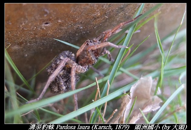 溝渠豹蛛 Pardosa laura (Karsch, 1879) 