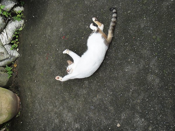 DSC00484.JPG