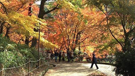 11/27紅葉狩り