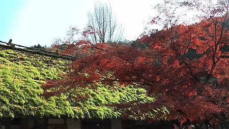 11/27紅葉狩り