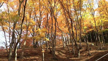 11/27紅葉狩り