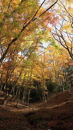 11/27紅葉狩り