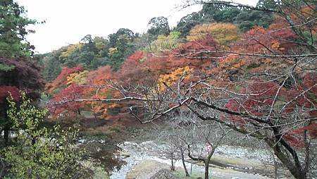 11/27紅葉狩り