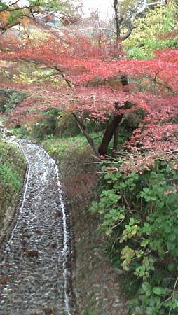 11/27紅葉狩り