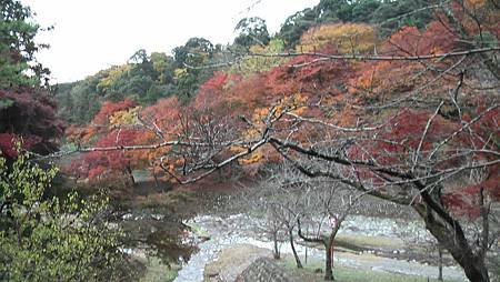 11/27紅葉狩り