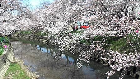 3/31岩倉五条川お花見