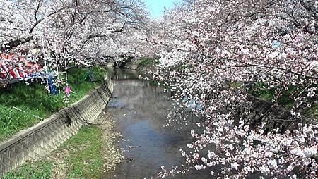 3/31岩倉五条川お花見