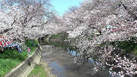 3/31岩倉五条川お花見