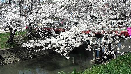 3/31岩倉五条川お花見