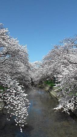 3/31岩倉五条川お花見