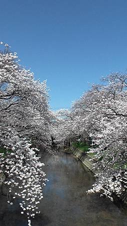 3/31岩倉五条川お花見