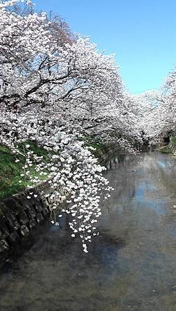 3/31岩倉五条川お花見