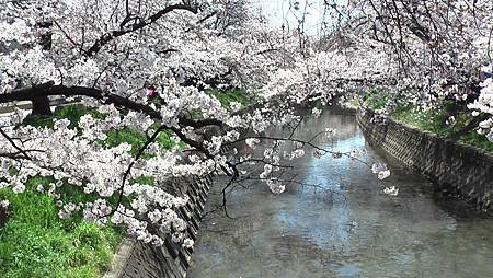 3/31岩倉五条川お花見