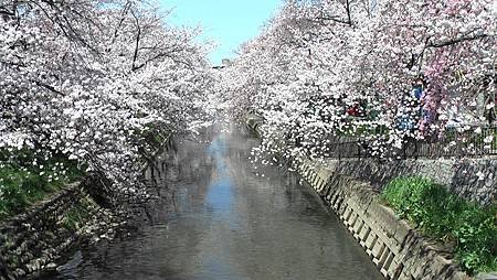 3/31岩倉五条川お花見