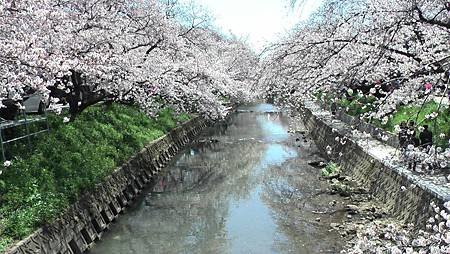 3/31岩倉五条川お花見