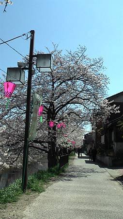 3/31岩倉五条川お花見