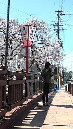 3/31岩倉五条川お花見