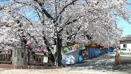 3/31岩倉五条川お花見