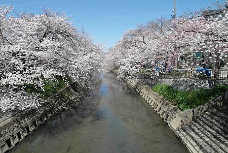 3/31岩倉五条川お花見