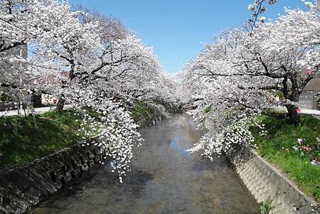 3/31岩倉五条川お花見