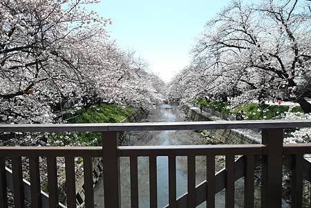 3/31岩倉五条川お花見