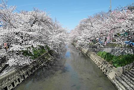 3/31岩倉五条川お花見